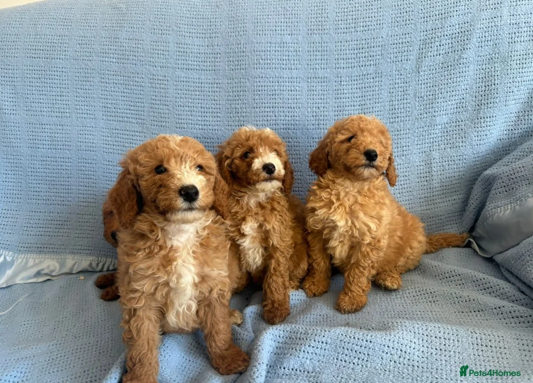 Miniature Poodle dogs for stud: STUD POODLE (MINIATURE) - Advert 2