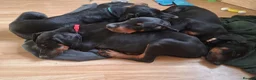 Dobermann dogs for sale: Ready for new homes today!Vaccination✅ microchip✅ - Advert 4