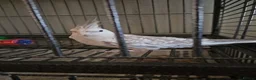 Parrots birds for sale: Stunning Parrots/Parakeets/Amazons  - Advert 16