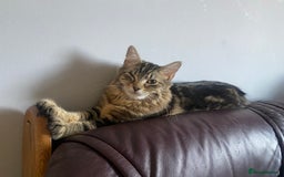 Maine Coon cats for sale: Princess looking for her forever home.  - Image 7