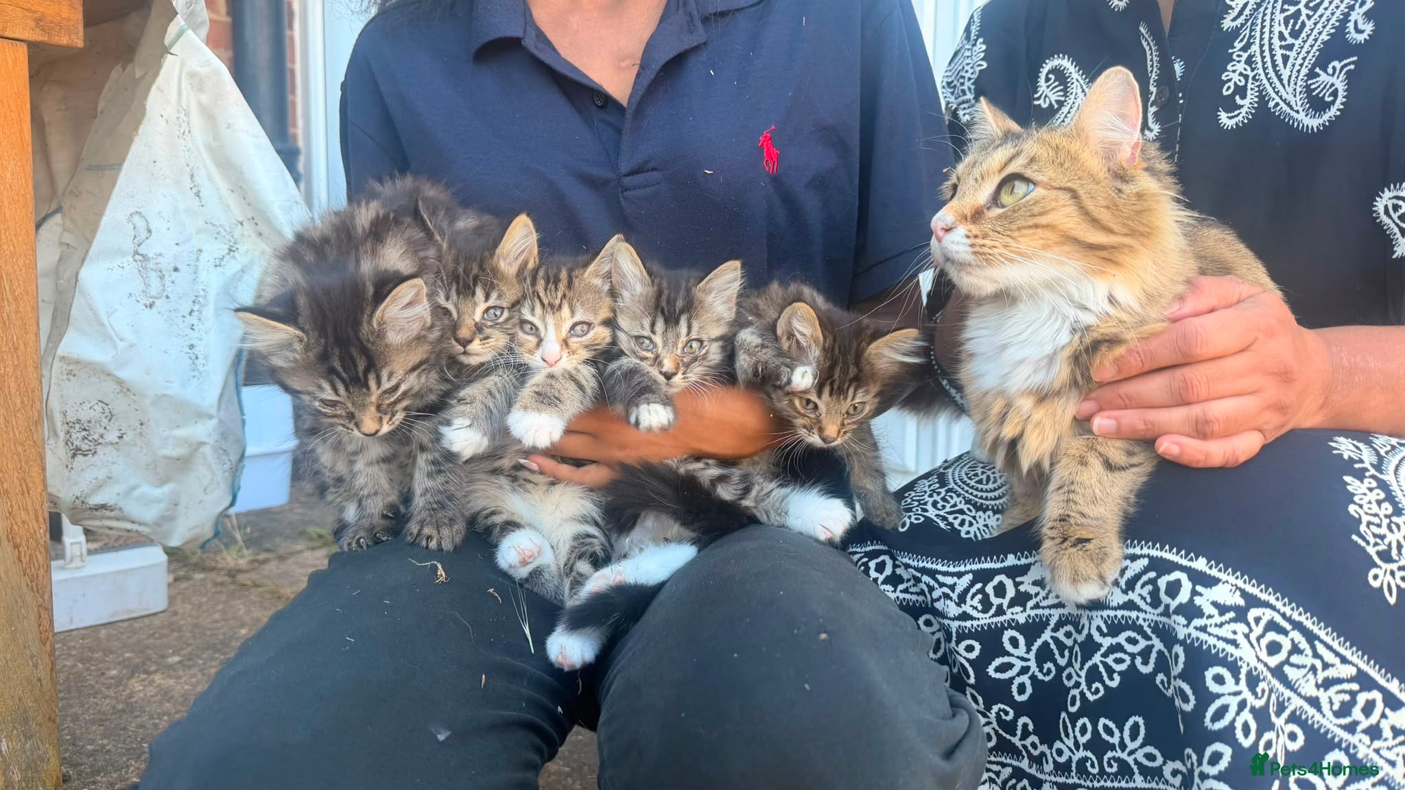 Ragdoll cats 🐾 Adorable Ragdoll x Tabby Kittens – £395 Each 🐾 - Advert 1