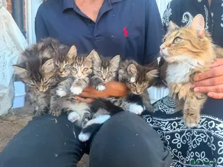 Ragdoll cats 🐾 Adorable Ragdoll x Tabby Kittens – £395 Each 🐾 - Advert 1