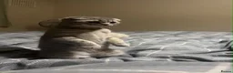 Scottish Fold cats for sale: Stunning Scottish Fold  - Advert 4