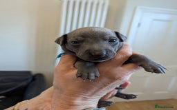 Italian Greyhound dogs for sale: Blue Italian Greyhound Puppies KC reg - Image 19