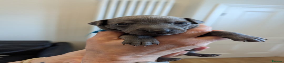 Italian Greyhound Puppy 1