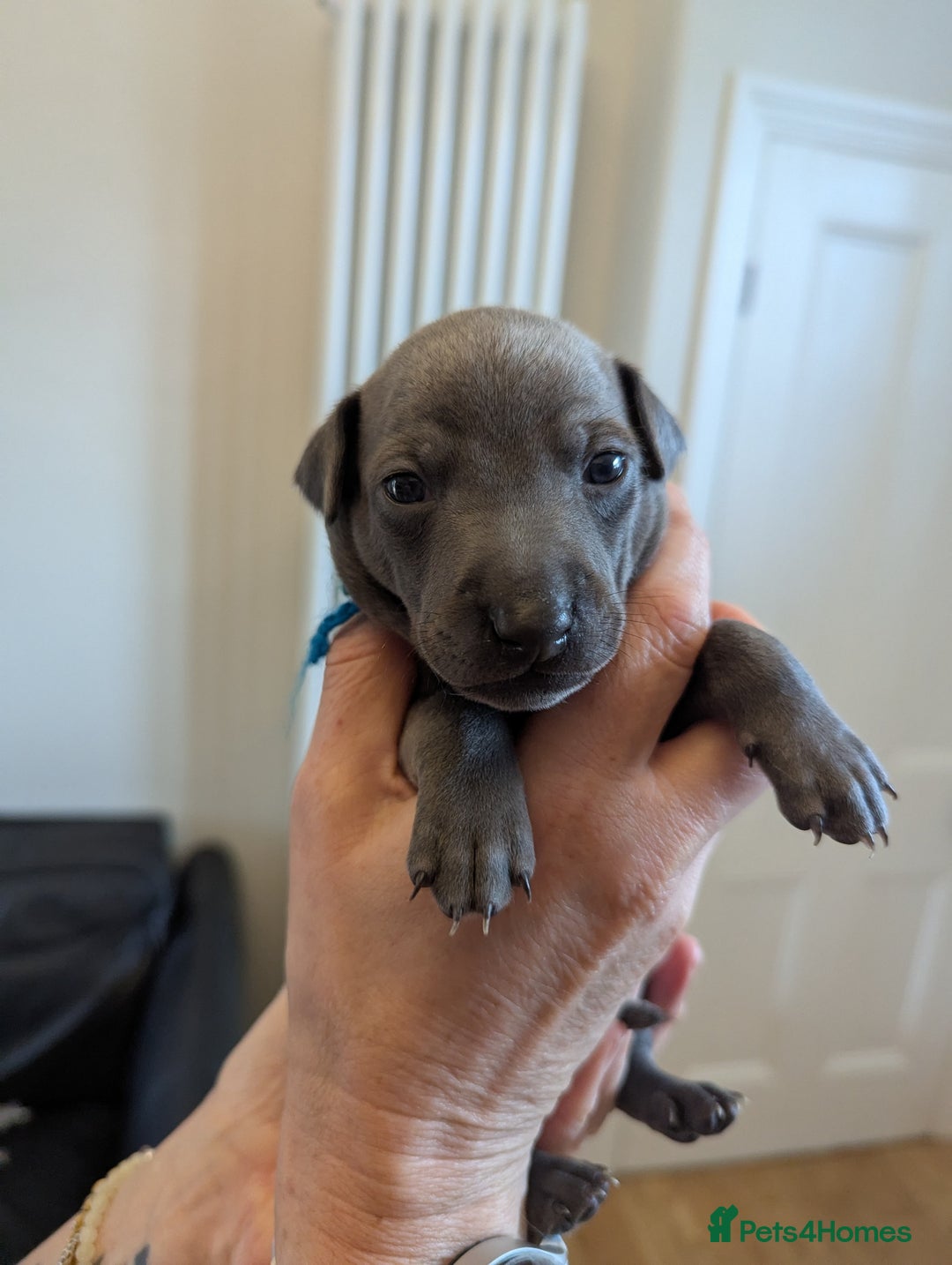 Italian Greyhound dogs for sale: Blue Italian Greyhound Puppies KC reg - Image 19