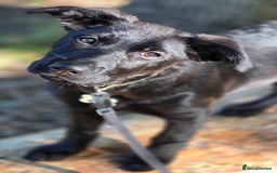 Mixed Breed dogs for sale: Tilly the Sheprador GSD/Lab cross - Image 11