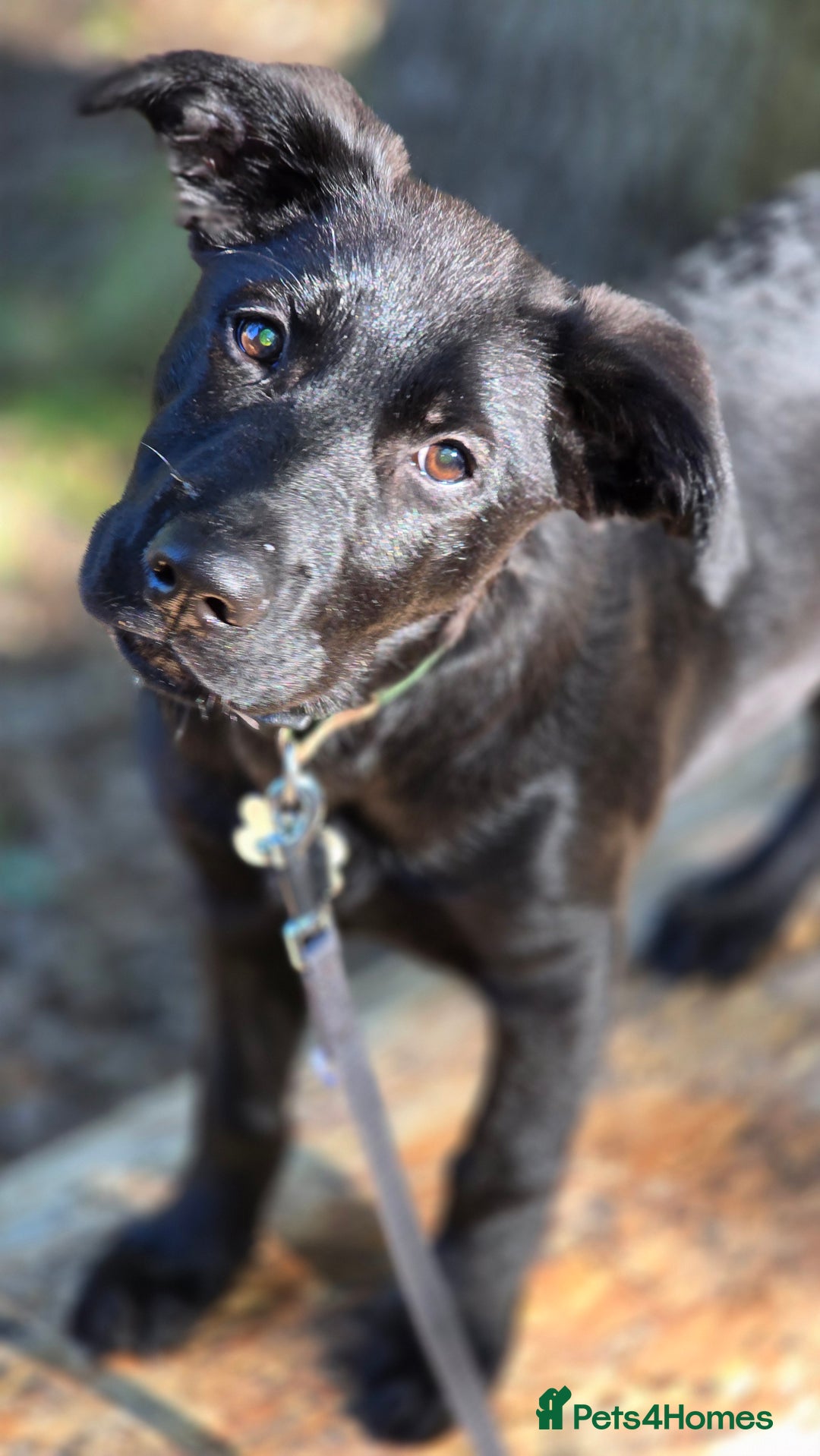 Mixed Breed dogs for sale: Tilly the Sheprador GSD/Lab cross - Image 11