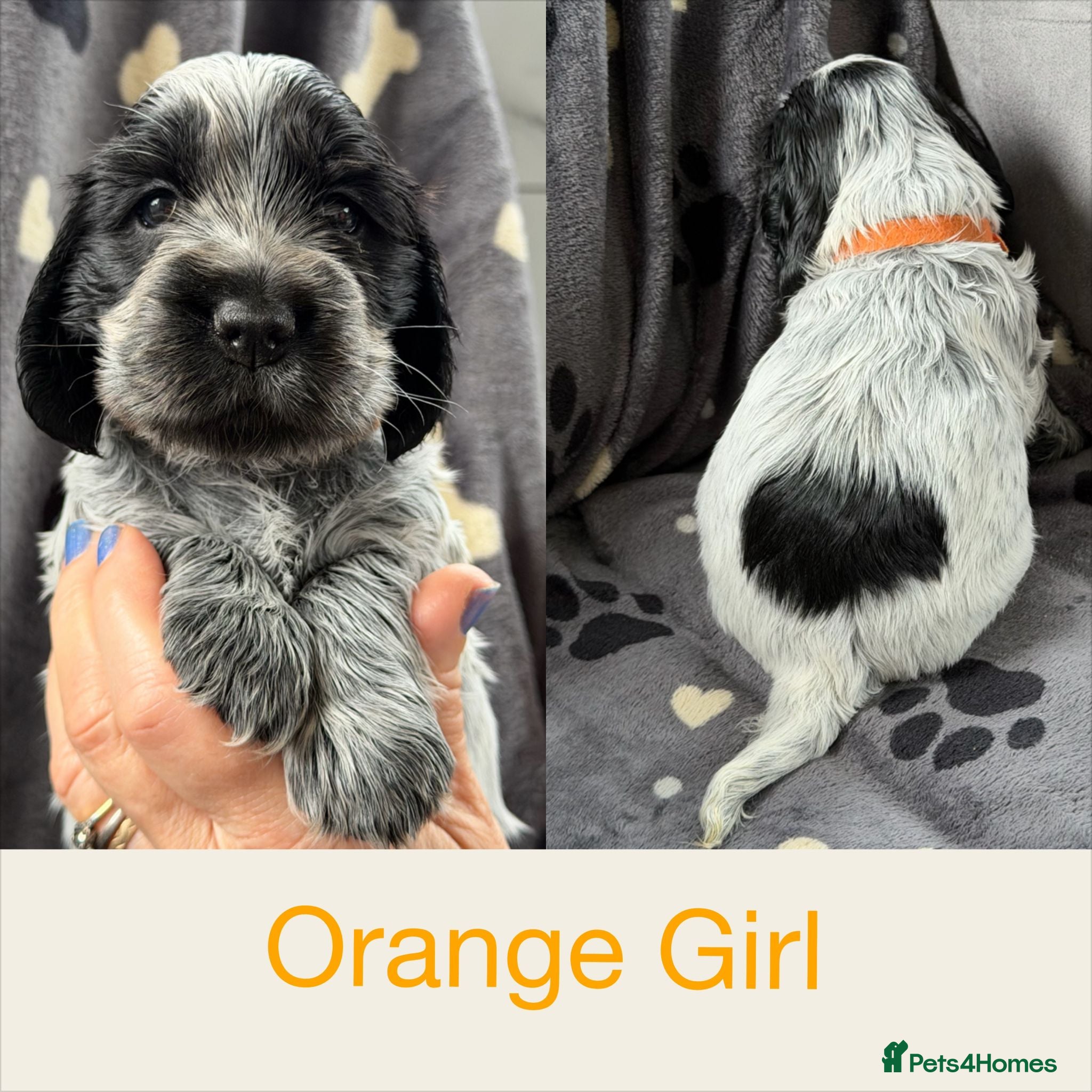 Cocker Spaniel dogs Kc, hip/Elbows, eye, dna clear parents - Advert 1