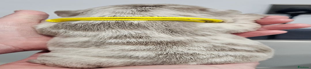 French Bulldog Puppy 7 - yellow collar 