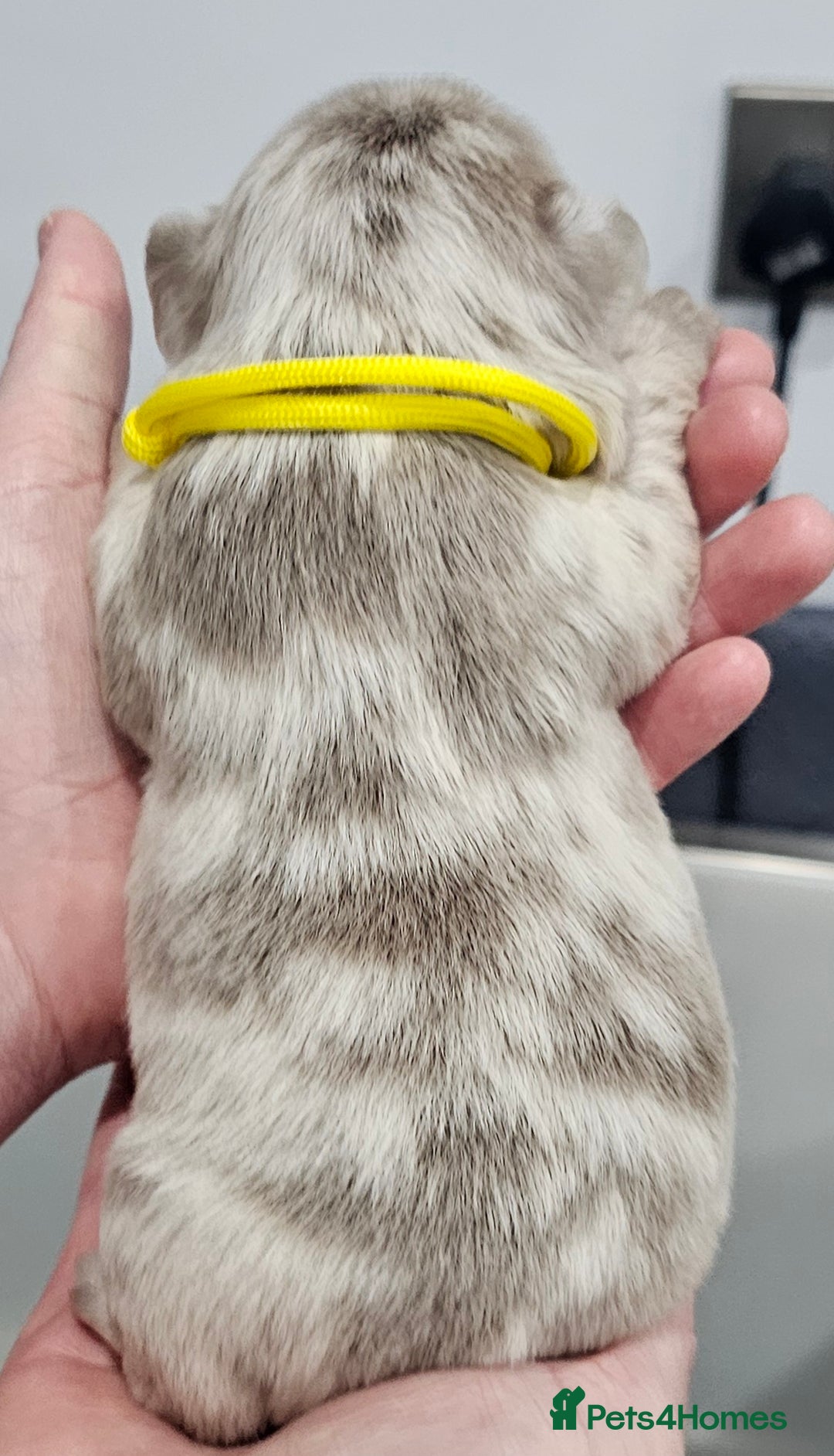 French Bulldog dogs for sale: French Bulldog Visual fluffies - Advert 32