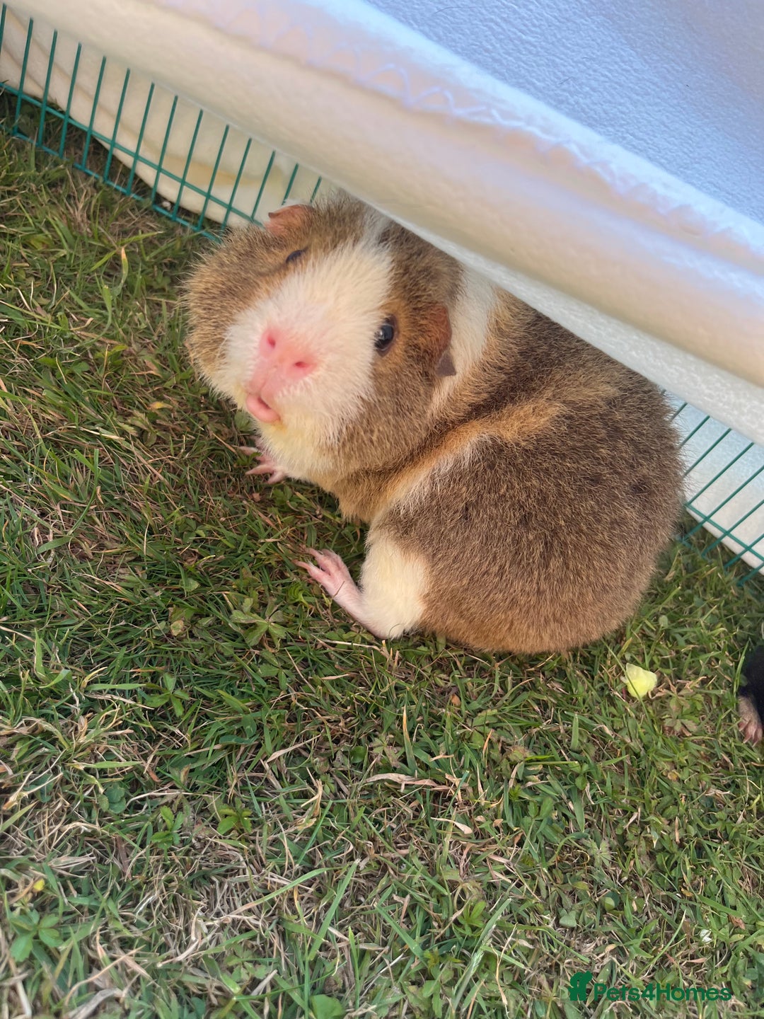 Guinea Pig rodents for sale: 2 teddy guinea pigs for Rehoming  - Image 4