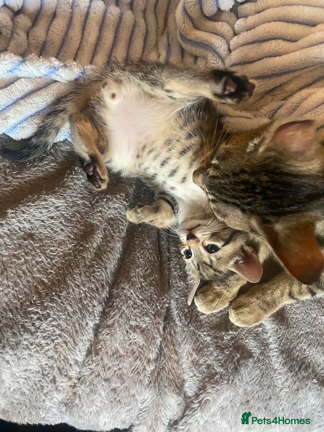 Mixed Breed cats for sale: Beautiful kittens  - Advert 2
