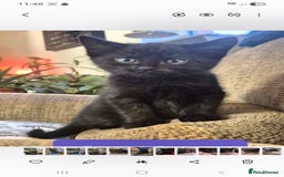 Domestic Shorthair cats for sale: 3 Black Kittens for sale (boy sold) - Image 14