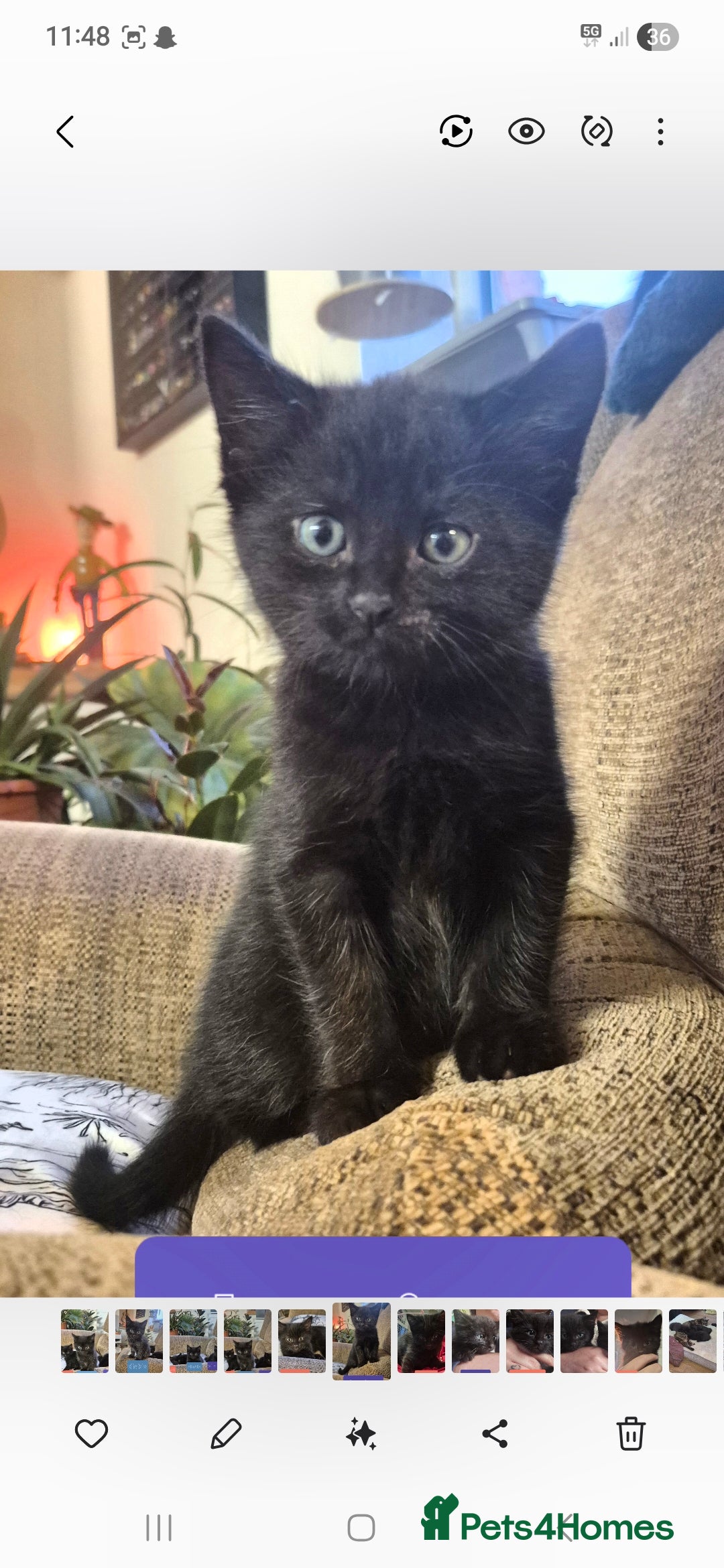 Domestic Shorthair cats for sale: 3 Black Kittens for sale (boy sold) - Image 14
