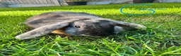 Mini Lop rabbits for sale: Mini Lop Rabbits For Sale  - Advert 11