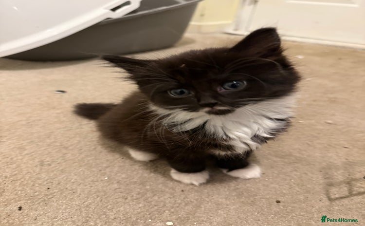 Mixed Breed cats - Advert 4