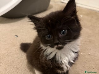 Mixed Breed cats for sale - Advert 1