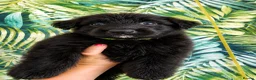 German Shepherd dogs for sale: German shepherd puppies  - Advert 5
