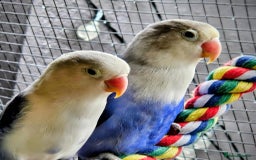 Lovebirds birds for sale: Established breeding pair of love birds - Image 5