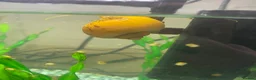 Snails fish for sale: Golden apple snails - Advert 16