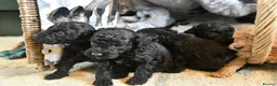 Toy Poodle dogs for sale: Pure bred Toy Poodle puppies, Black and Red - Advert 4