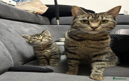 Toyger cats for sale: Cute kitten for sale  - Image 2