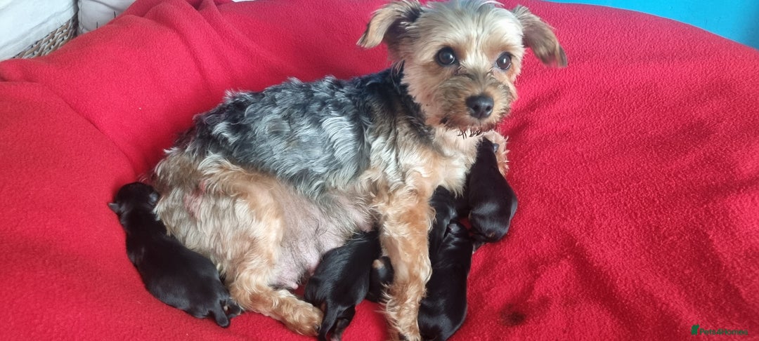 Yorkshire Terrier dogs for sale: Yorkshire Puppies for Sale  - Image 7