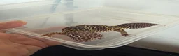 Leopard Gecko reptiles for sale: Leopard gecko in Sheffield - Advert 3