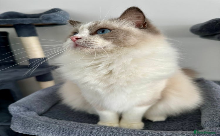 Ragdoll cats - Advert 9