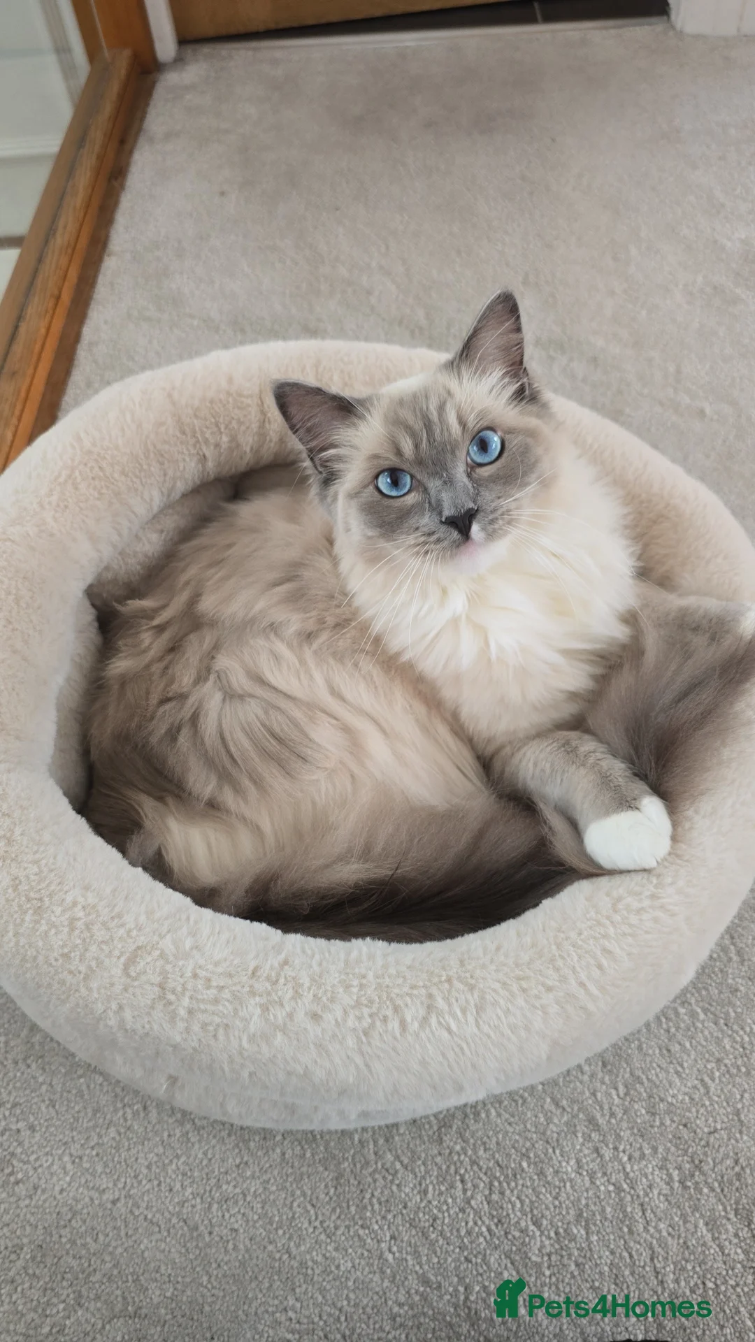 Ragdoll cats for sale: Beautiful ragdoll boy 1 year old - Advert 5