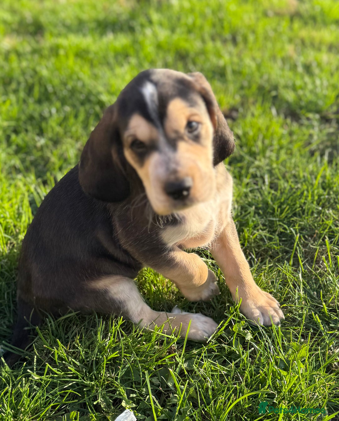 Cockerdor dogs for sale: Cockerdor puppies ready 10th October.  - Image 14