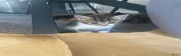 British Longhair cats for sale: Gorgeous fluffy kittens - Advert 23