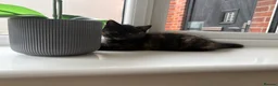 British Shorthair cats for sale: GCCF - BSH Girls - looking for forever homes  - Advert 28