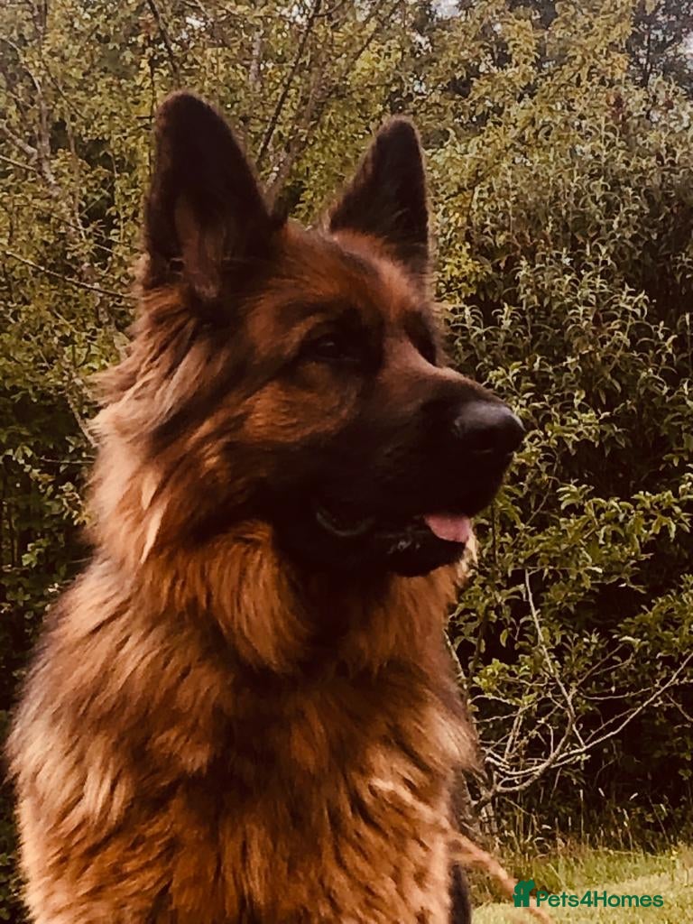 German Shepherd dogs Gorgeous female long coat German Shepherd  - Advert 1