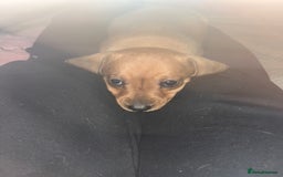 Dachshund dogs for sale: Mini dachshund puppies  - Image 5