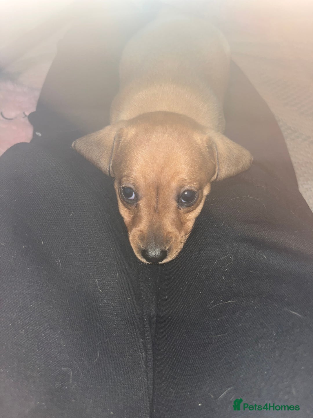 Dachshund dogs for sale: Mini dachshund puppies  - Image 5