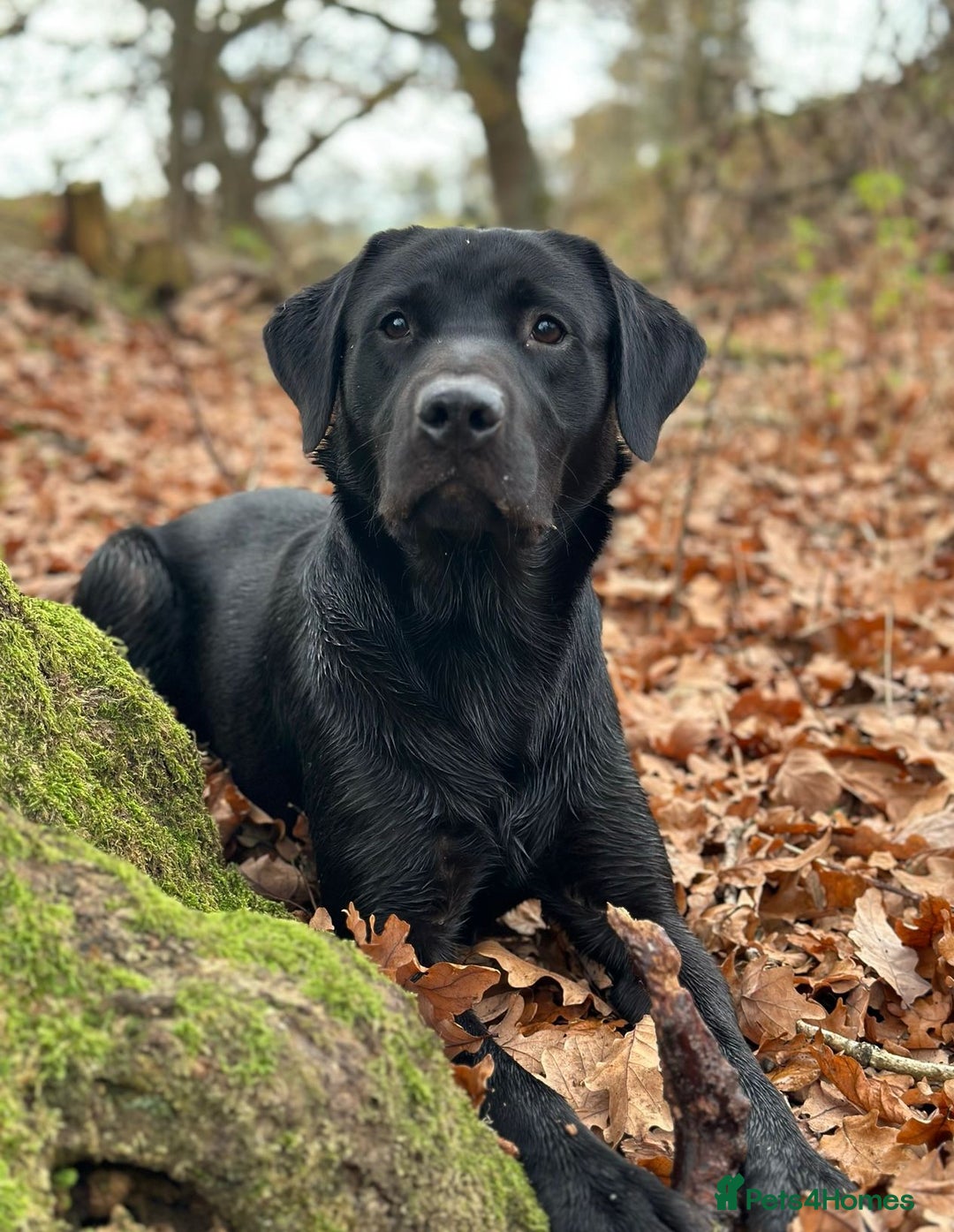 Labrador Retriever dogs for sale: KC Registered Labradors - Image 6
