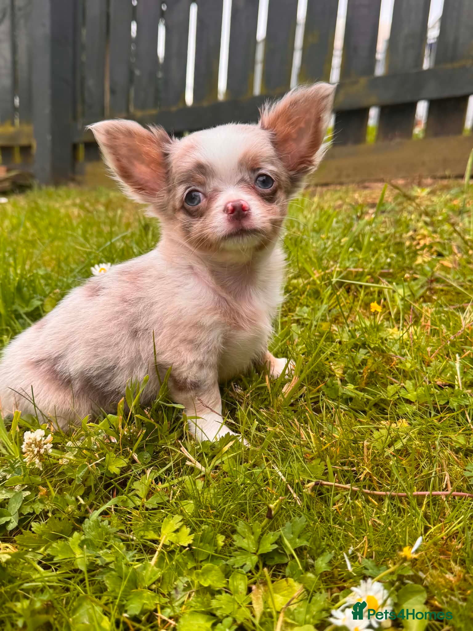 Chihuahua dogs READY TO GO/ Blue Eye Lilac longhair chihuahua - Advert 15