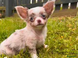 Chihuahua dogs READY TO GO/ Blue Eye Lilac longhair chihuahua - Advert 15