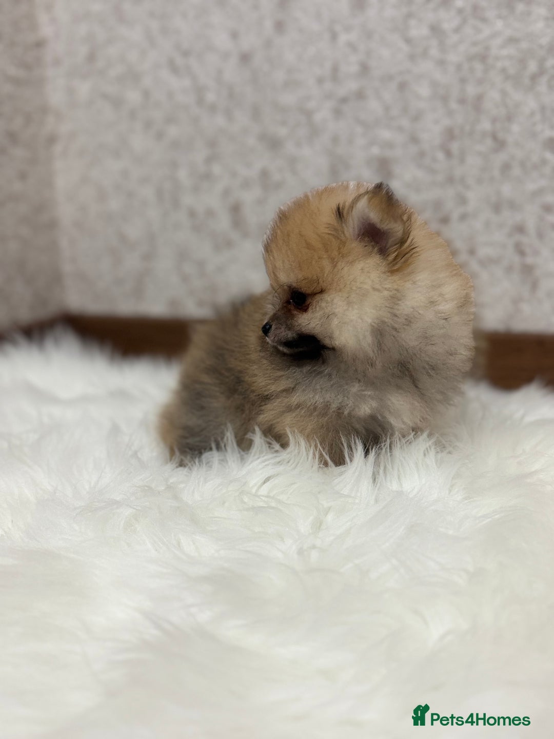 Pomeranian dogs for sale: Kc Registered last boy,ready to go! - Advert 3