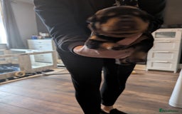 Rottweiler dogs for sale: Stunning Rottweiler pups  - Image 14