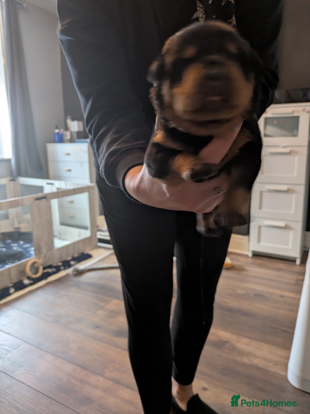 Rottweiler dogs for sale: Stunning Rottweiler pups  - Image 14