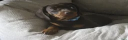 Miniature Dachshund dogs for sale: Beautiful miniature dachshund  - Advert 5