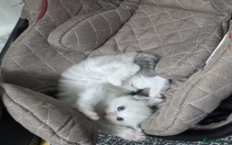Ragdoll cats for sale: Cattiness Ragdoll - Image 1
