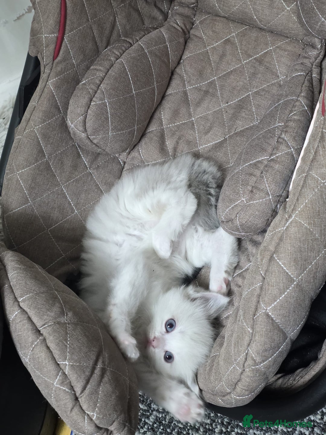 Ragdoll cats for sale: Cattiness Ragdoll - Image 1