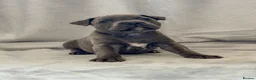 Staffordshire Bull Terrier dogs for sale: Stunning Staffordshire Bull Terriers! - Advert 22