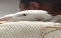 Mini Lop rabbits for sale: Mini Lop Male Twins Ready Now - Image 2
