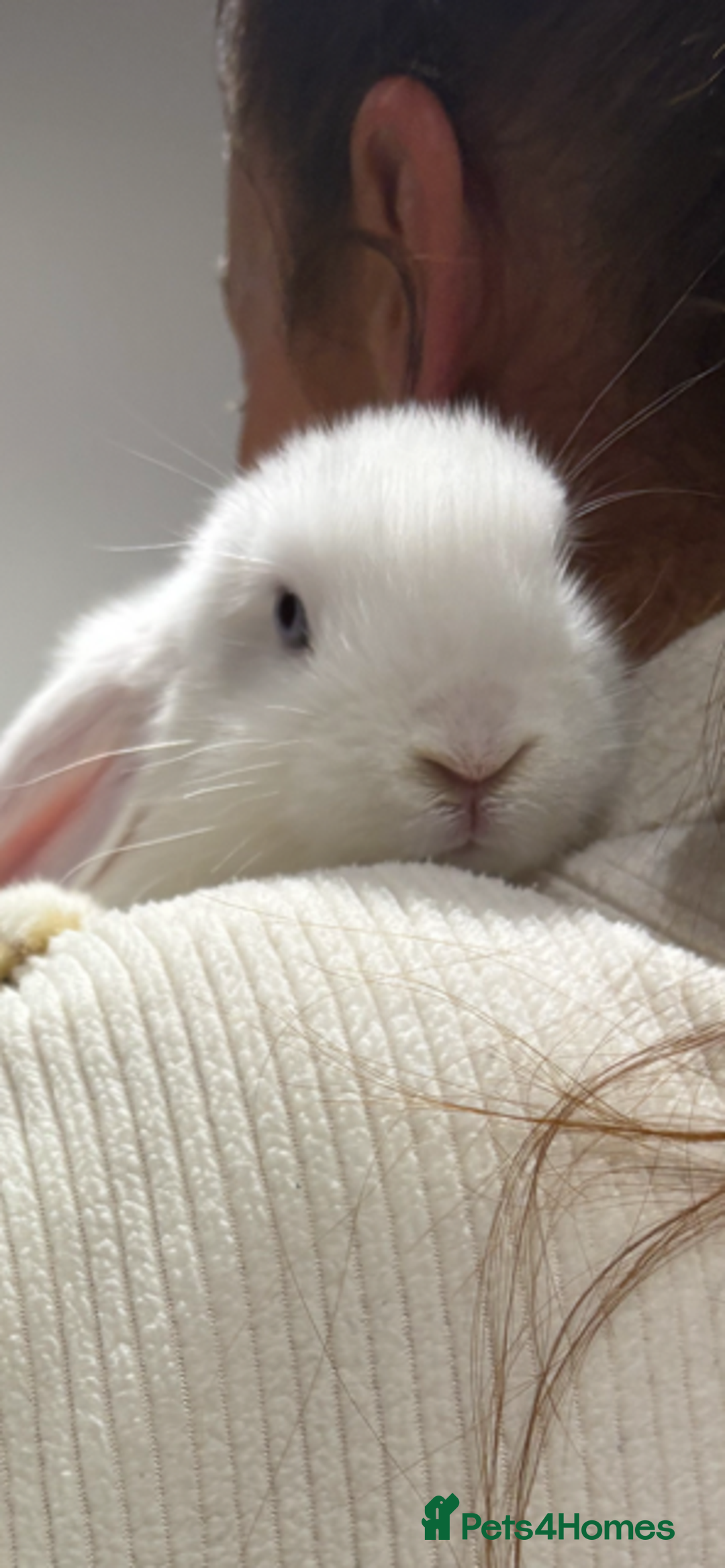 Mini Lop rabbits for sale: Mini Lop Male Twins Ready Now - Image 2