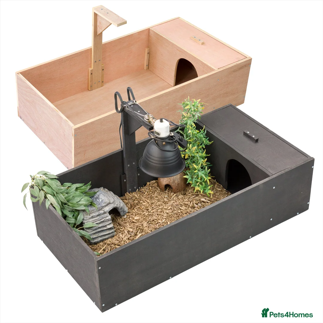 Tortoise reptiles for sale: Baby Tortoise 2025 Hatched  - Advert 11